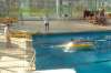 060129_107-piscine.jpg